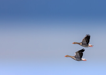 Two Greylag Goose (Anser anser) are flying over a small pong in southern Germany