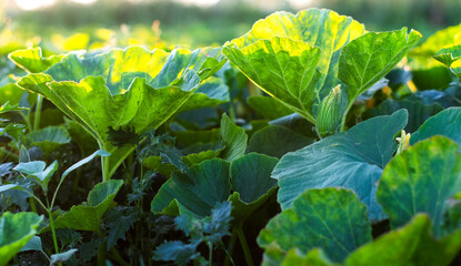 zucchini grow in the garden, leaves in the rays of the setting sun