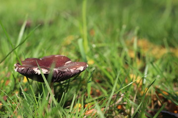 mushroom in the grass