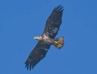 Young american bald eagle (Haliaeetus leucocephalus) approximately 3 years old, flying directly overhead with wings extended, mottled feather colors, bright blue sky background