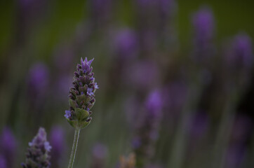close up of lavender