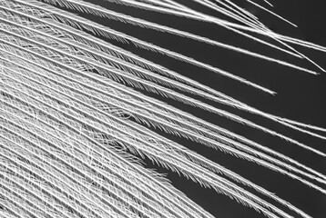 Obraz premium Close up of a white pekin duck feather