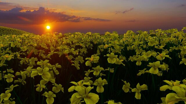 Walking thru field of yellow iris in sunset time
