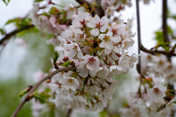 Obraz premium white apple flowers, apple blossoms in spring