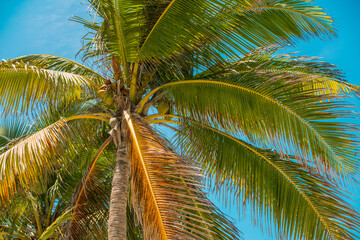 Coconut Palm tree. Green Tree branch. Blue sky on background. Spring break or Summer vacations. Tropical nature. Ocean paradise. 