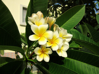 Plumeria flowers close up picture