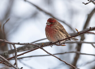 Male house finch (Haemorhous mexicanus) perching on a branch in winter