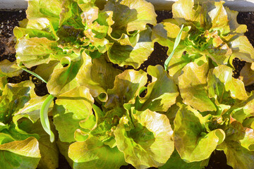 juicy bright green with a reddish tinge lettuce leaves close-up, top view. Vegetarian ingredient. Background of appetizing young leaves of sprig leafy greens lettuce © Tatiana