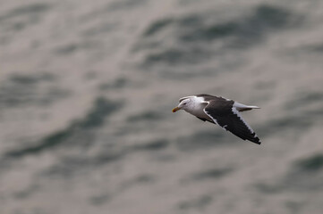Kelp gull in flight, Peninsula Valdes, Unesco World Heritage Site, Chubut Province, Patagonia, Argentina