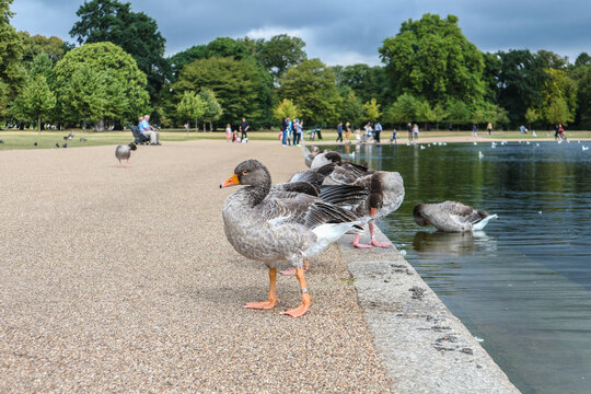Greylag geese standing on the shore of artifical lake in the park, not affraid of people