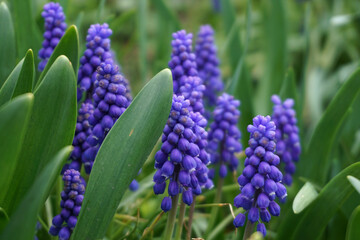 Grape hyacinth in bloom in a spring garden. - obrazy, fototapety, plakaty