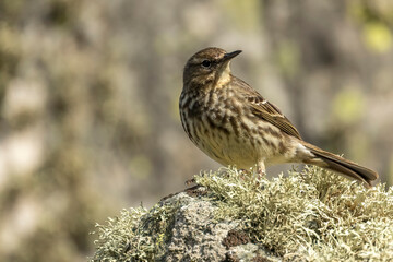 Horizontal photograph, a small bird stone pipit sitting on a stone.