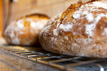 home-made bread wheat rye sourdough oven