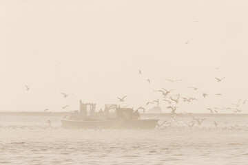 Boats of the coastal professional fisherman checking their fish traps on the sea bay, while big swarm of seagulls surrounding the boats for feasting with by-catch fish
