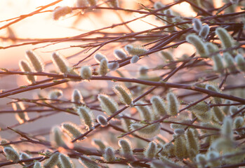 Close up detail of the willow tree branches with the buds in the beautiful sunset colored background