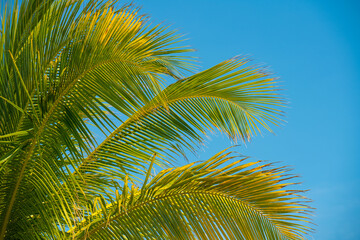 Coconut Palm tree. Green Tree branch. Blue sky on background. Spring break or Summer vacations. Tropical nature. Ocean paradise. Good for travel agency. High resolution with copy space. 