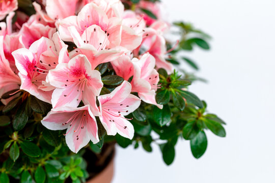 Close up of pink azalea blossoms or Rhododendron plant with flowers in full bloom on white background.