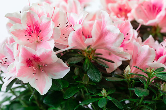 Close up of pink azalea blossoms or Rhododendron plant with flowers. Natural flower background.