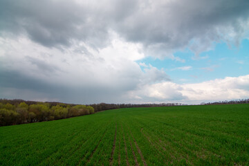 Fototapeta na wymiar Green wheat field and blue sky