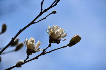 Blooming Magnolia