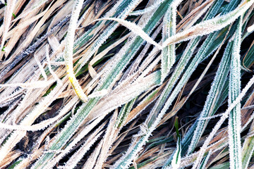 frozen grass top view shot close-up diagonally