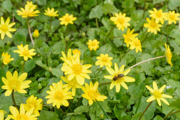 Bright yellow flowers of Ficaria verna against a background of green leaves in early spring.