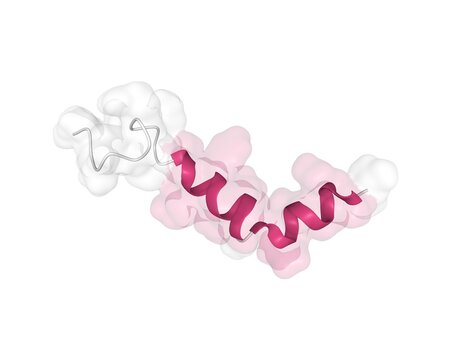 Solution structure of human hormone orexin-A: regulator of appetite and wakefulness. Combined 3D cartoon-Gaussian surface model, white background.