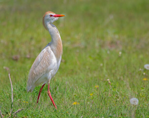 Cattle egret at Lake Sevan