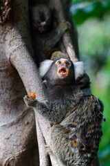 A common marmoset climbs up a tree to feed.