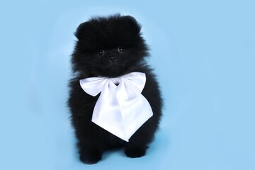 Pomeranian spitz black with bow tie in blue background 
