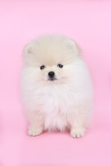 Obraz premium white pomeranian puppy