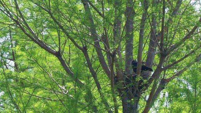 孵化したばかりのカラスのヒナを見守るお母さん