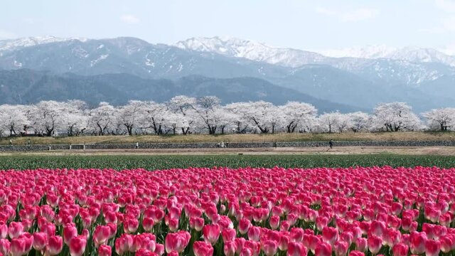 日本の春風景後立山連峰を背景に舟川べりの桜並木とチューリップ畑