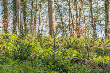 Fototapeta premium Wiederaufforstung im Mischwald durch anpflanzen von Jungbäumen