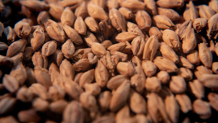 Beer Malt Seeds macro shot closeup