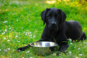 Black Labrador puppy on the grass with empty dog bowl. happy dog sitting in the park.