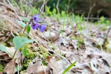 Lungwort, purple flower in the forest - Pulmonaria officinalis