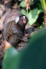 A common marmoset climbs up a tree to feed.