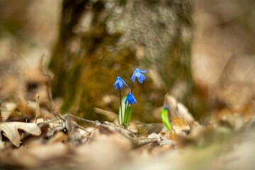 Close up of blue snowdrops scilla flowers in the forest. Blurred background