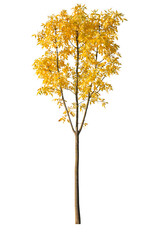 Autumn tree with yellow leaves isolated on white background, cutout plant