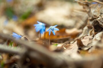 Close up of blue snowdrops scilla flowers in the forest. Blurred background