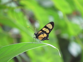 Borboleta do Manacá