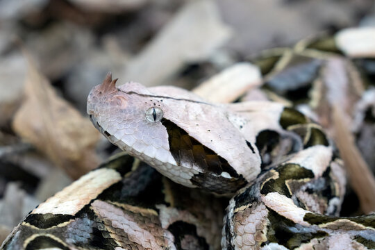 Female Gaboon Viper Snake (Bitis gabonica) on forest floor.