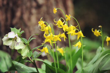 Erythronium californicum, the yellow California fawn lily in flower