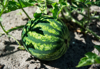 Green watermelon ripens in the sun on an agricultural plantation in summer.