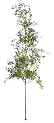 Betula, named also Birch, isolated on white background