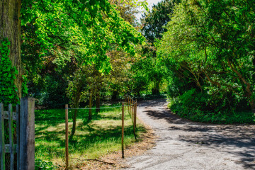 Footpath and sunlight through the fresh green trees