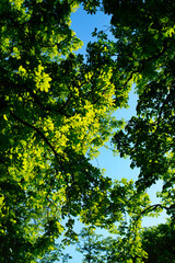 Fototapeta na wymiar Sunlight through the trees and blue sky