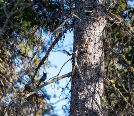 bird in tree