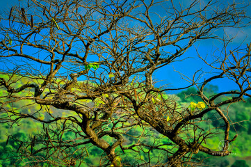 PAISAGEM NO MUNICÍPIO DE BELÉM, PARAÍBA, BRASIL